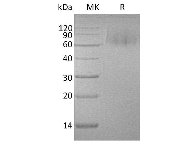 > 95 % as determined by reducing SDS-PAGE.
