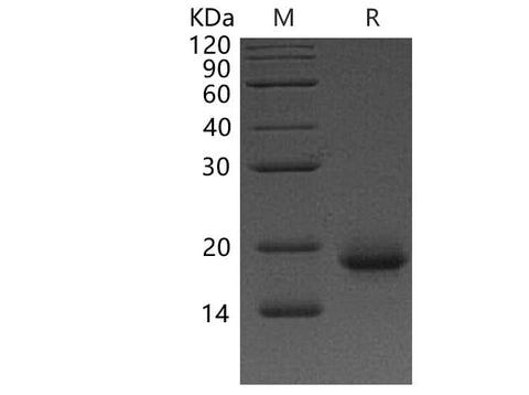 > 95 % as determined by reducing SDS-PAGE.