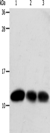 Anti-Human/Rat TXN Antibody - ABMIUM