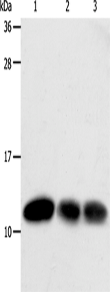 Anti-Human/Rat TXN Antibody - ABMIUM