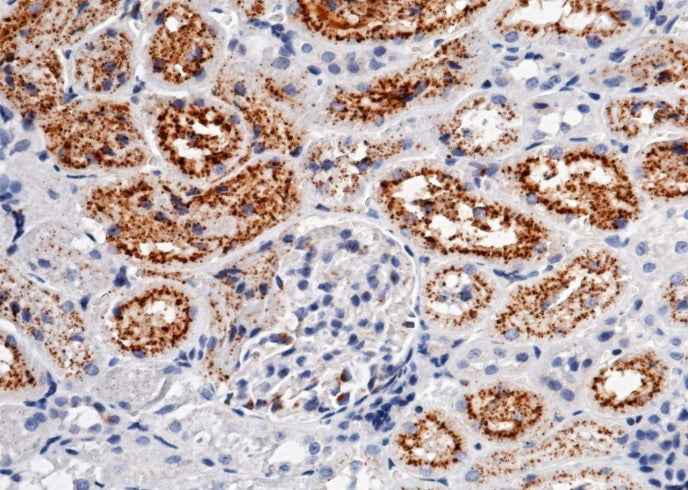 Anti-Rat CST3 Antibody [B515] - ABMIUM