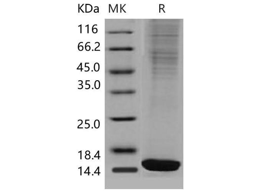 > 85 % as determined by reducing SDS-PAGE.
