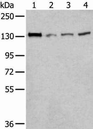 Anti-Human MORC2 Antibody