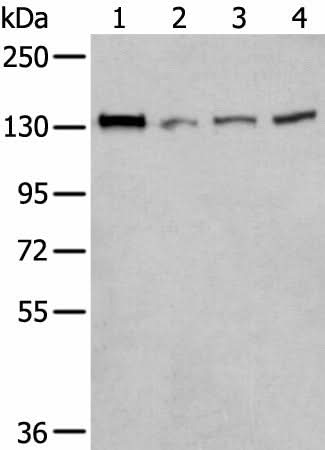 Western blot analysis of 293T Hela and A172 cell lysates using MORC2 Polyclonal Antibody at dilution of 1:300
