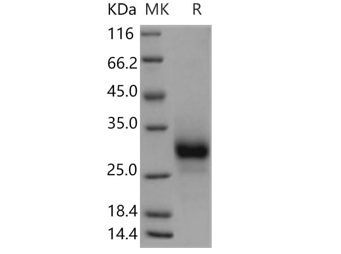 > 95 % as determined by reducing SDS-PAGE.