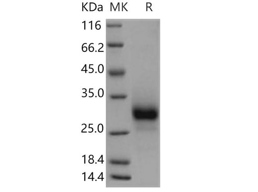 > 95 % as determined by reducing SDS-PAGE.