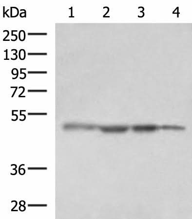 Western blot analysis of HepG2 cell Human fetal liver tissue K562 cell NIH/3T3 cell lysates using RHAG Polyclonal Antibody at dilution of 1:1600