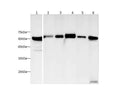 Anti-Human/Mouse/Rat HSP-60 Antibody - ABMIUM
