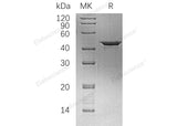 > 85 % as determined by reducing SDS-PAGE.