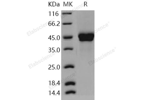 > 97 % as determined by reducing SDS-PAGE.