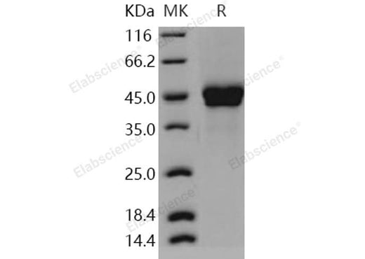 > 97 % as determined by reducing SDS-PAGE.