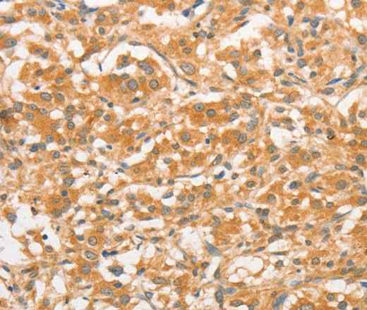 Anti-Human TLR3 Antibody