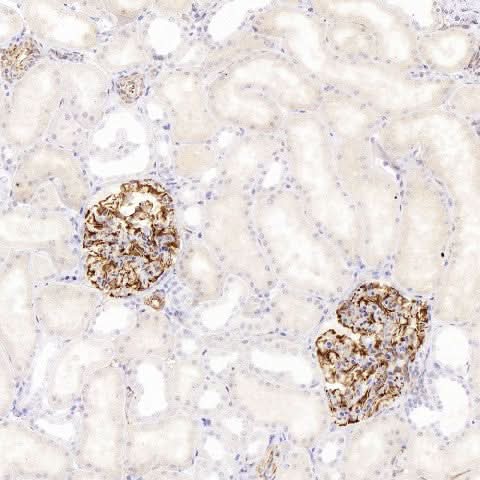 Immunohistochemistry analysis of paraffin-embedded human kidney using NES Monoclonal Antibody at dilution of 1:400.