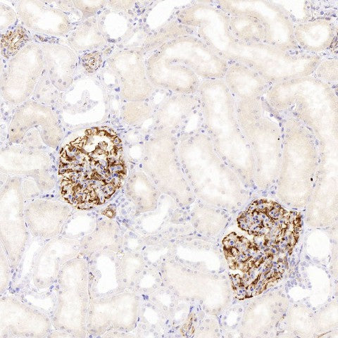 Immunohistochemistry analysis of paraffin-embedded human kidney using NES Monoclonal Antibody at dilution of 1:400.