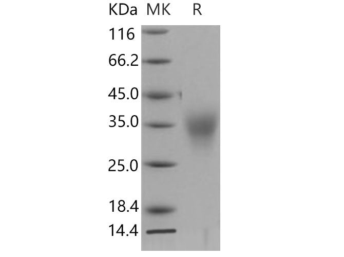> 94 % as determined by reducing SDS-PAGE.