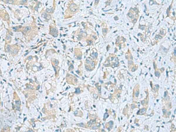 Anti-Human/Mouse/Rat PLN Antibody