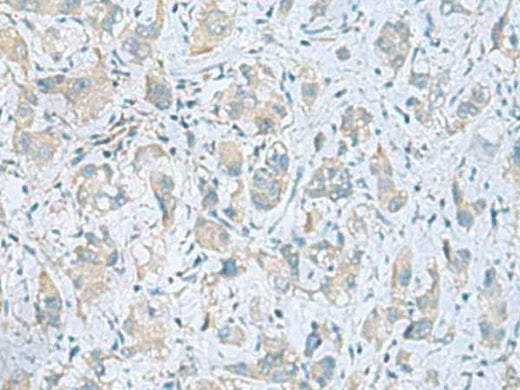 Anti-Human/Mouse/Rat PLN Antibody