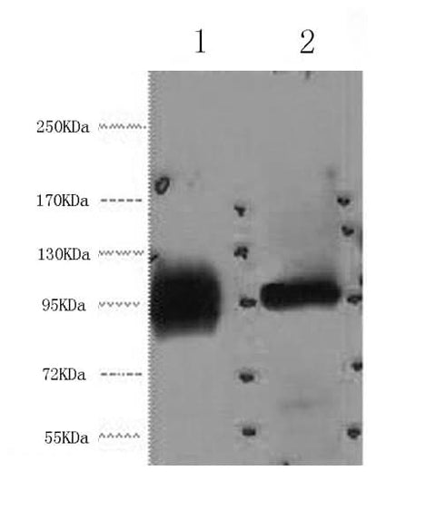 Western Blot analysis of 1) Hela, 2) 293T cells using ABCB5 Monoclonal Antibody at dilution of 1:2000.