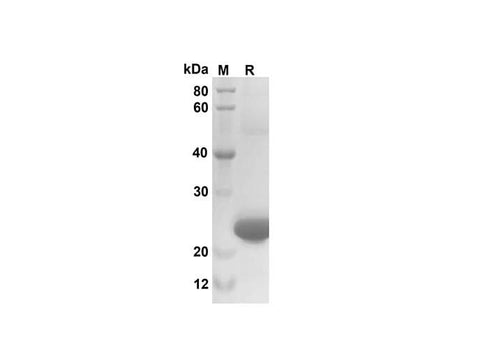 SDS-PAGE analysis of Mouse CXCL3/CINC-2α/β proteins, 2 μg/lane of Recombinant Mouse CXCL3/CINC-2α/β proteins was resolved with SDS-PAGE under reducing conditions, showing bands at 25 kDa.