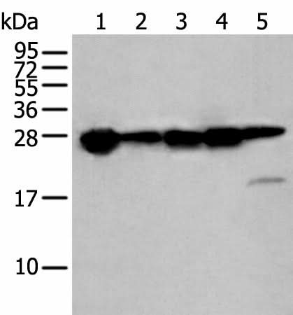 Western blot analysis of 293T cell lysates using HSPB1 Polyclonal Antibody at dilution of 1:250
