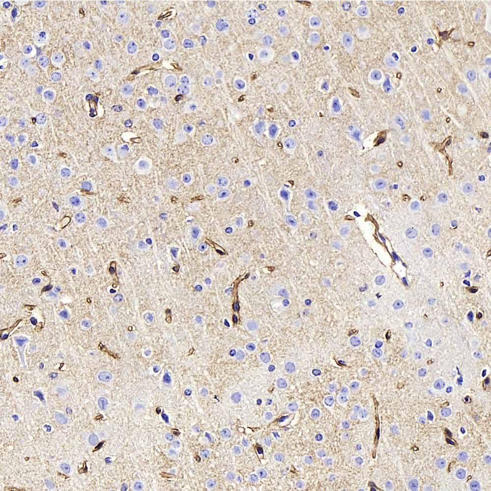 Immunohistochemistry analysis of paraffin-embedded Mouse brain using AQP4 Polyclonal Antibody at dilution of 1:400.
