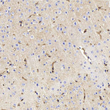 Immunohistochemistry analysis of paraffin-embedded Mouse brain using AQP4 Polyclonal Antibody at dilution of 1:400.