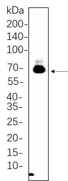 Anti-Human/Mouse/Rat BACE Antibody [B1107] - ABMIUM