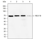 Anti-Human/Mouse NELF-B Antibody [A786] - ABMIUM