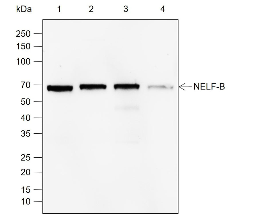 Anti-Human/Mouse NELF-B Antibody [A786] - ABMIUM