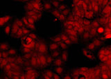 Anti-Human OTUB2 Antibody [B361]