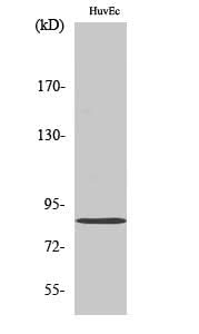 Western Blot analysis of HuvEc cells using Mfn2 Polyclonal Antibody at dilution of 1:1000.