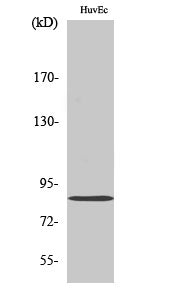 Western Blot analysis of HuvEc cells using Mfn2 Polyclonal Antibody at dilution of 1:1000.