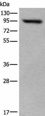 Western blot analysis of 293T cell lysate using USP6NL Polyclonal Antibody at dilution of 1:400