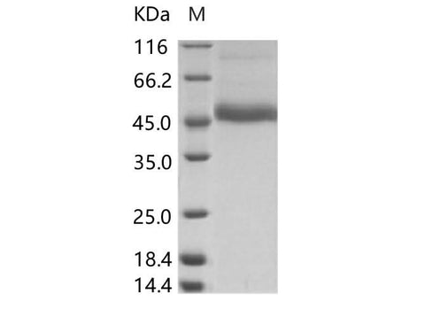 > 90 % as determined by reducing SDS-PAGE.