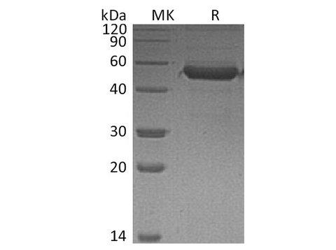 Recombinant Human MD1 Protein (Fc Tag) - ABMIUM