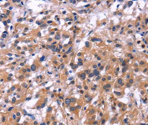 Anti-Human SIGLEC5 Antibody