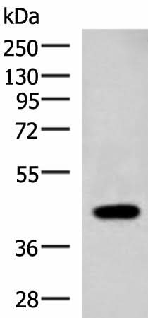 Western blot analysis of Raji cell lysate using ADH1B Polyclonal Antibody at dilution of 1:1000