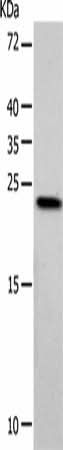Western blot analysis of Hela cells using VSNL1 Polyclonal Antibody at dilution of 1:900