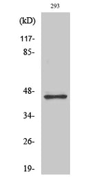 Western Blot analysis of HT-29 cells using GSK3 beta Polyclonal Antibody at dilution of 1:2000.