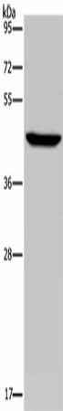 Anti-Human PDSS2 Antibody