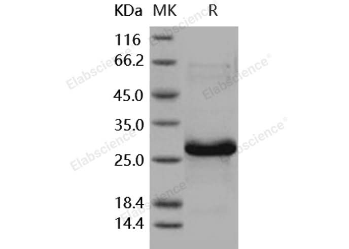 > 97 % as determined by reducing SDS-PAGE.