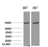 Western Blot analysis of 1) 3T3, 2) Rat liver using PI 3 kinase p85 alpha Monoclonal Antibody at dilution of 1:2000.