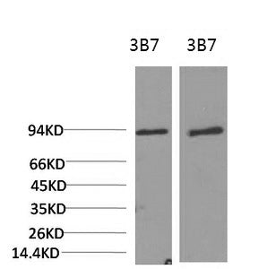 Western Blot analysis of 1) 3T3, 2) Rat liver using PI 3 kinase p85 alpha Monoclonal Antibody at dilution of 1:2000.