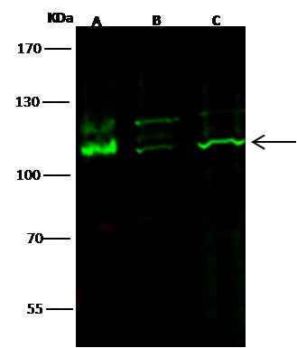 Anti-Mouse KIT Antibody [B460] - ABMIUM