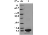 > 90 % as determined by reducing SDS-PAGE.