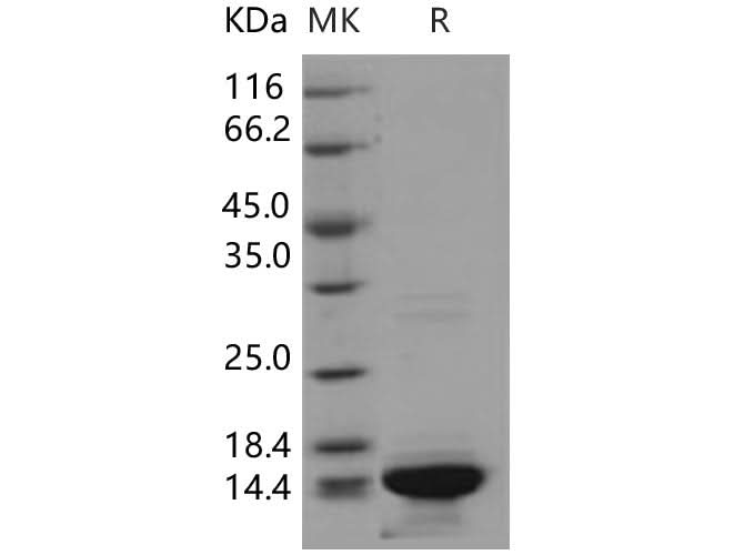 > 90 % as determined by reducing SDS-PAGE.