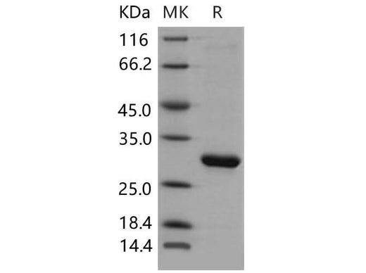 > 90 % as determined by reducing SDS-PAGE.