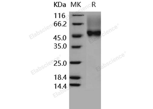 > 95 % as determined by reducing SDS-PAGE.