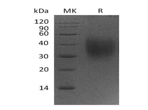 > 95 % as determined by reducing SDS-PAGE.