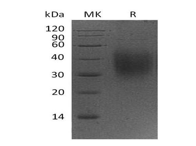 > 95 % as determined by reducing SDS-PAGE.